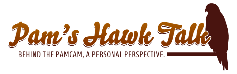 Pam's Hawk Talk